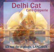 Delhi Cat